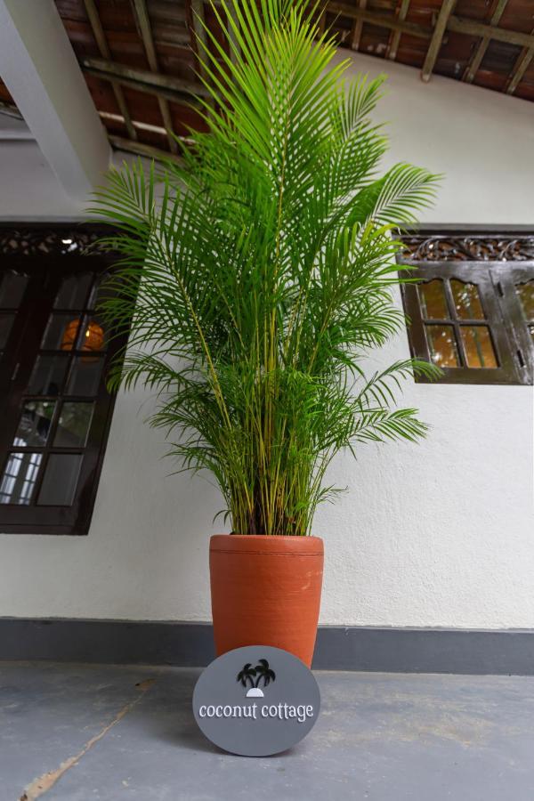Coconut - Hiriketiya Villa Dickwella